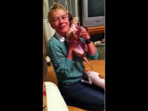 download lagu mp3 mp4 Leonardo Greyhound, download lagu Leonardo Greyhound gratis, unduh video klip Leonardo Greyhound