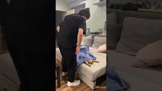 The funniest animals / Fun with cats and dogs 2024
