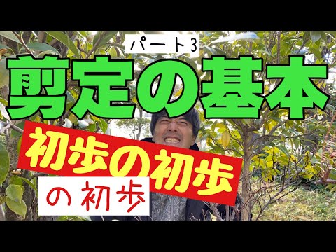 庭で6月に剪定するものは何ですか、植物は何ですか、生け垣、木、低木は剪定します、夏、剪定する方法