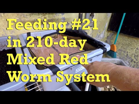 Red worm mix in VermiBag Tote gets 21st & maybe last feeding - vermicompost