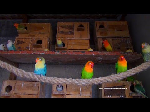 Lovebird Behaviour [LOVEBIRD TV] - Sunday Morning, July 31st 2022