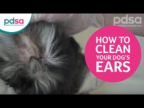 is it normal for dogs to have ear wax