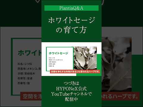 ファイアセージ 植物