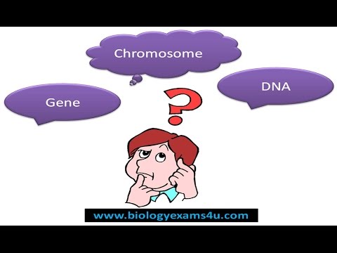 Difference between DNA, Gene and Chromosome