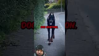 #dog #scary #dogtraining #funny #creepy #duet #kevreacts #drama #love #twitch