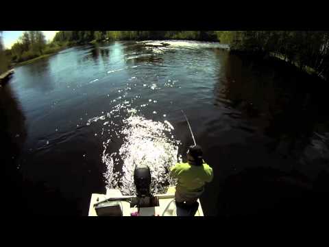 Keväthaukea SpinTubella - Hauenkalastus - Heittoperho - Eumer