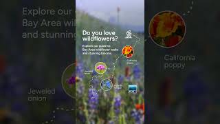 Download lagu Get your wildflower guide now! 🌻 mp3