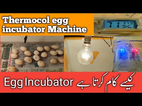 How to Make an Egg Incubator at Home||Thermacol Egg Incubator Kase kam krta ha||Aamir rajpoot aseels