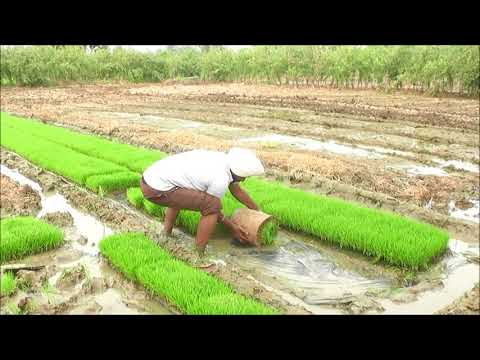 Walking Type Mahindra Rice Transplanter, For Agriculture & Farming, Petrol