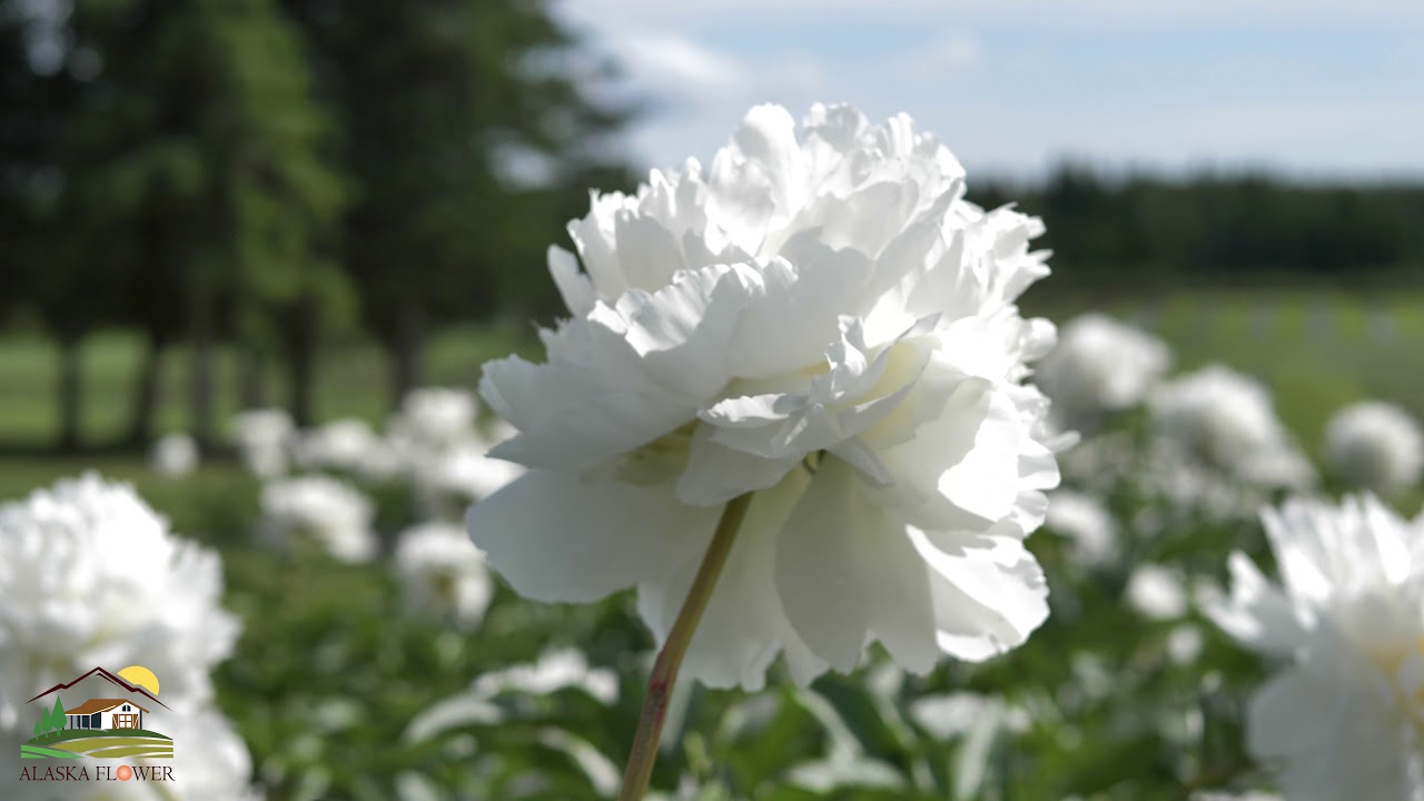 Alaska Flower | Peony Farm