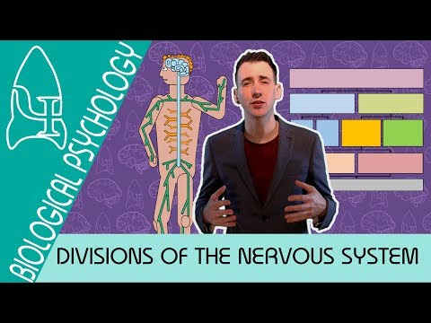 1 Divisions of the NS