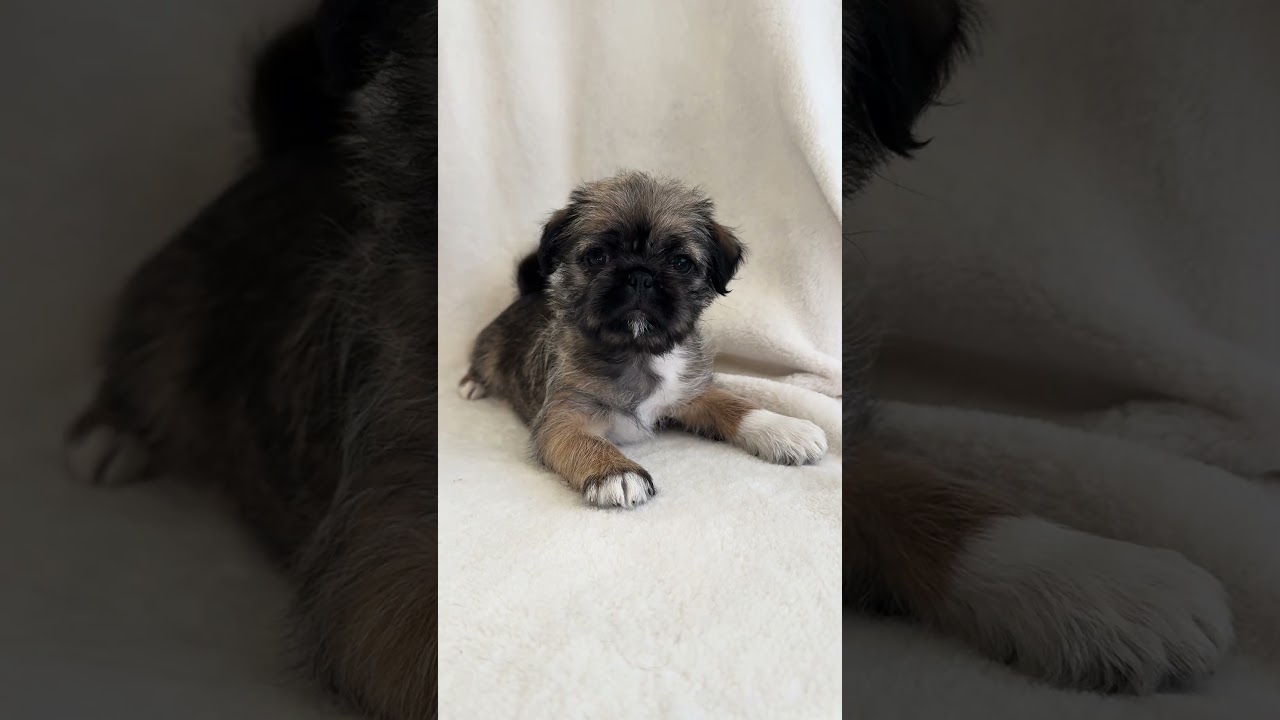 Enlarge Maddy, a ADOPTABLE mixed breed in Fort Collins, CO video 5/5