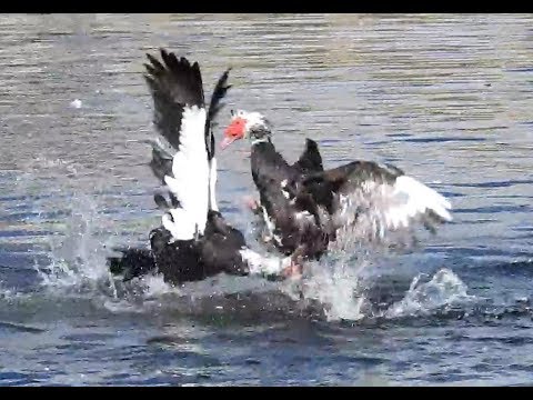 download lagu mp3 mp4 Barbarie Duck, download lagu Barbarie Duck gratis, unduh video klip Barbarie Duck
