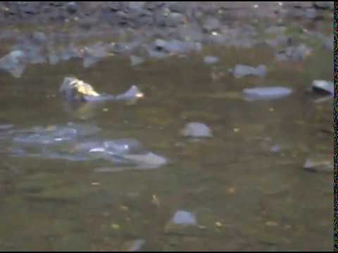 Programm "Lachs 2020"