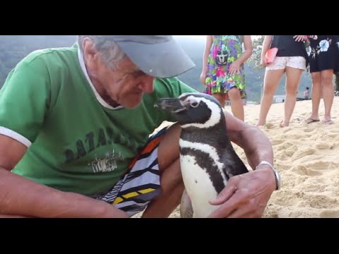 Penguin Returns Yearly to Visit Man Who Saved His Life