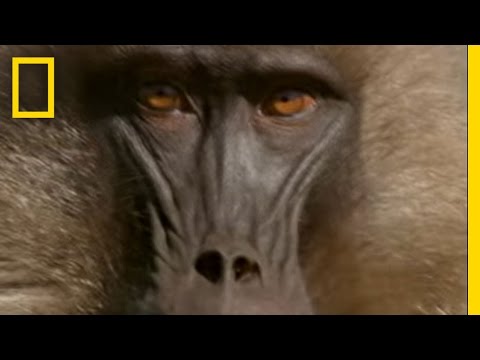 Gelada Baboons | National Geographic