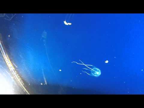 会計学科 ユーチューブyoutube.comが名古屋港水族館になった！感動のイルカや魚たち！税理士木村勝則の独り言！経営革新等支援機関近畿財務経済産業局認定木村勝則税理士事務所滋賀県高島市安曇川町