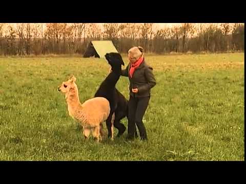 download lagu mp3 mp4 Dr Lama, download mp3 Dr Lama free downloadn, video klip Dr Lama