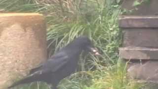 preview picture of video 'Brixham Crow Hiding Food For Later!'