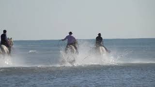 Concours de ferrades aux Saintes Maries de la Mer.