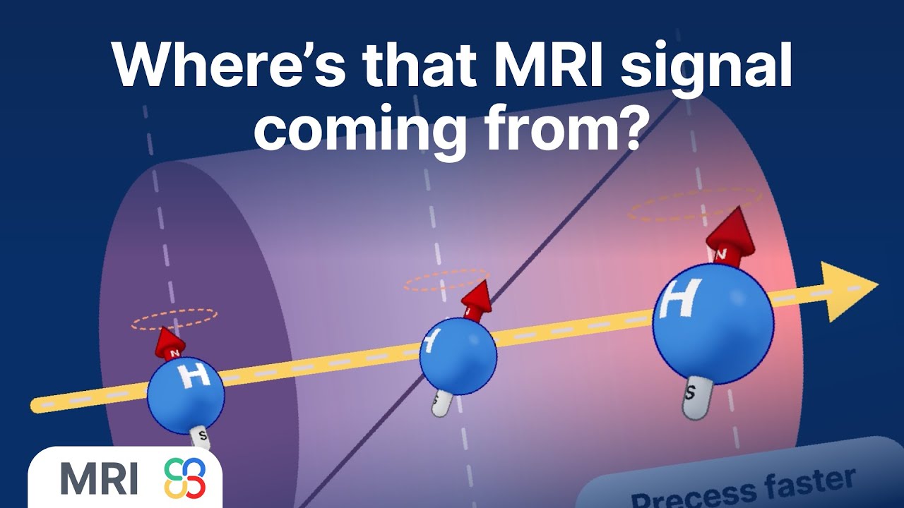 Phase encoding helps localize an MRI signal in the body - MRI physics explained
