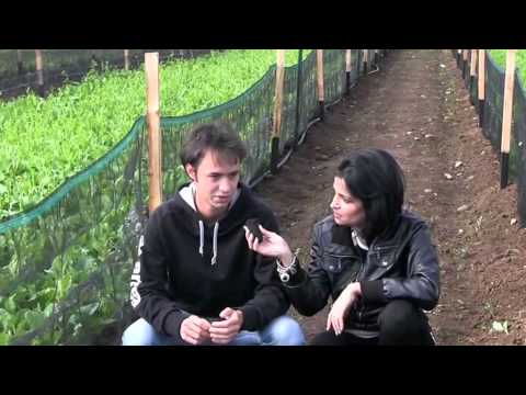 Le lentiggini la canzone si siedono su una panchina La maschera da pigmentary nota ricette nazionali