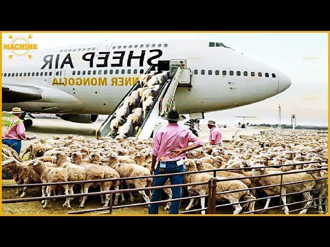 How American Farmers Export Millions of Sheep, Pigs, and Cows by Plane to Processing Factories