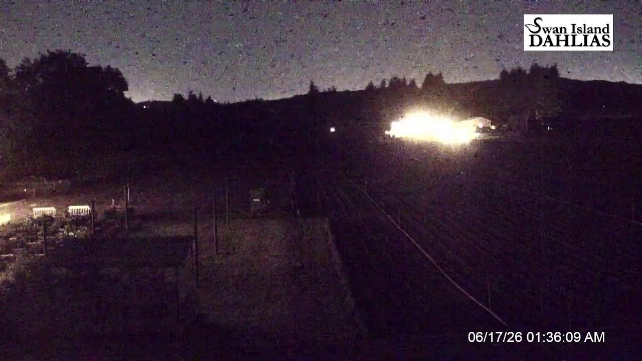 Live webcam view of Swan Island Dahlias Farm & Gardens