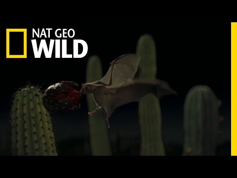 Bats' Desert Fruit Feast | Wings of Life