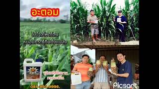 #อาหารพืช  #ปุ๋ยทางใบ #ปุ๋ยอะมิโนโปรตีน #ปุ๋ยชีวภาพ #ปุ๋ยใช้ดีที่ต้องบอกต่อ #ปุ๋ยน้ำ