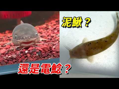 明明買的是一條巨型電鯰，怎麼看起來像個泥鰍？不信邪的我非要試試它有電沒！【王小怪】