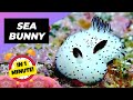 Sea Bunny 🌊 The Most Adorable Ocean Creature! | 1 Minute Animals