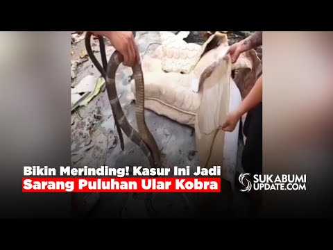 Bikin Merinding! Kasur Ini Jadi Sarang Puluhan Ular Kobra