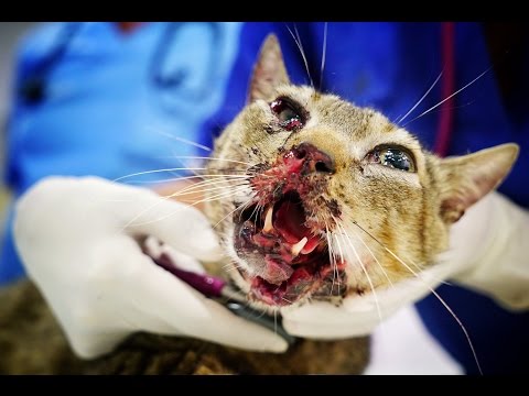 Cat survives horrific accident and multiple head trauma
