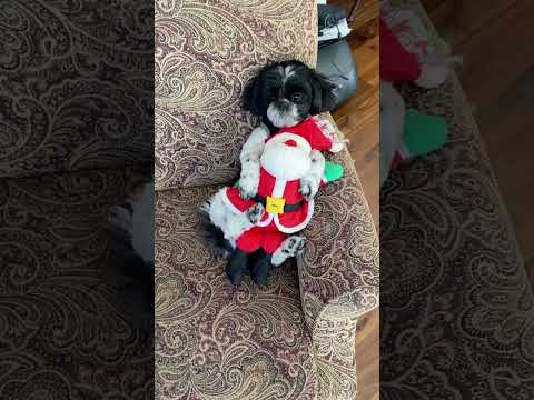 Wiley’s Beat #wileyshorts #shorts