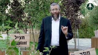 שיעור שני בהלכות כלאים -  הדגמות בגינת בית המדרש