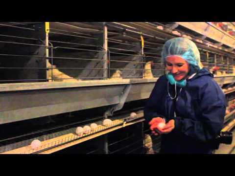 Eggs-ploring the Bone Creek Hutterite Colony Poultry Farm