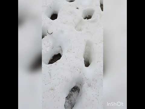 Kauden viimeinen pilkkireissu metsälammelle loppu fiilistelyineen.