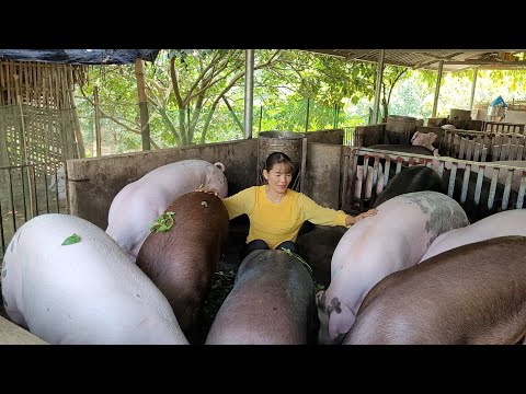 , title : 'Pig care.  Making pig feed, fattening pigs daily.  (Episode 88).'