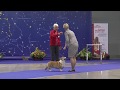 At The Russian WCP Club National Specialty Show 2018 Female Working