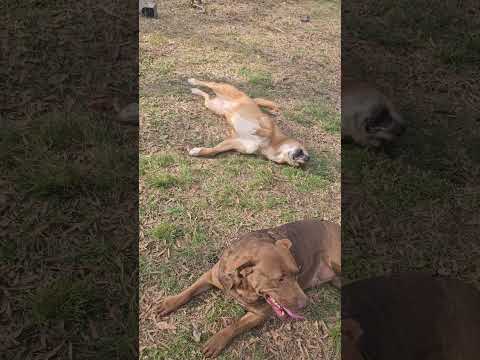 Such an energy for buddy and Della enjoying #everyone #familyanimals #doggielife #specialfriends