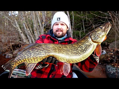 SUURHAUKEA JOKISUVANNOSTA - HAUET SYÖ NYT AHNEESTI