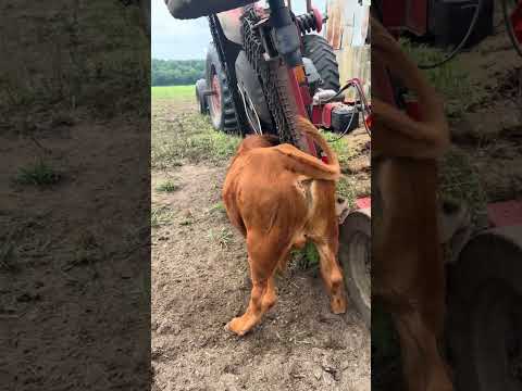 How Did This Calf Get Stuck?! 😳 #agriculture #farm #farming #farmlife