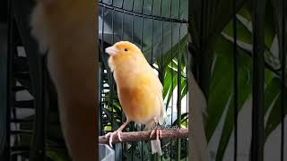 Download lagu KENARI malas bunyi, Terapi untuk kenari masteran canary #canarysingtraining #kanareyka #canário mp3 Download lagu KENARI malas bunyi, Terapi untuk kenari masteran canary #canarysingtraining #kanareyka #canário mp3