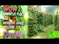 47 තාම අපේ ගම්මිරිස් ගොවියන් මේ සුපිරි �