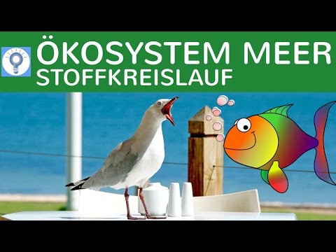 Ökosystem Meer - Stoffkreislauf & Produktivität einfach erklärt - Trophieebenen im Ozean