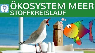 Ökosystem Meer - Stoffkreislauf & Produktivität einfach erklärt - Trop