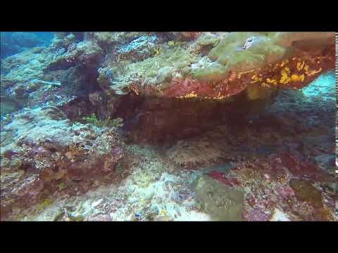 wobbegong shark (...footage by Ralf Lipphardt)