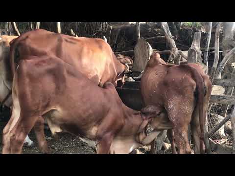 23 de Julio 2026 las Vacas 🐄 cargadas en Jocoro Morazon 