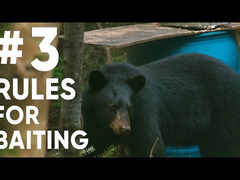 3 RULES to BAITING BLACK BEARS in Maine